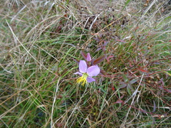 Rhexia mariana mariana