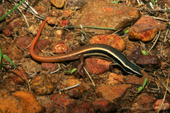 Morethia ruficauda