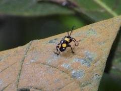 Lilioceris quadripustulata