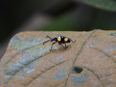 Lilioceris quadripustulata