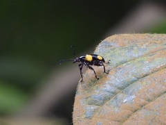 Lilioceris quadripustulata