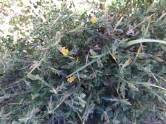 Melolobium microphyllum