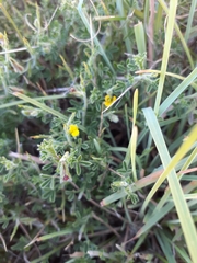 Melolobium microphyllum