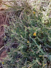 Melolobium microphyllum