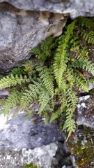 Asplenium fontanum fontanum