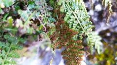 Asplenium fontanum fontanum