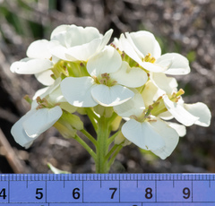 Erysimum concinnum