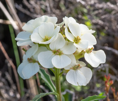 Erysimum concinnum