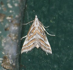 Leptosteges parthenialis
