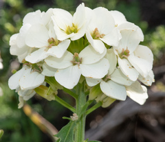 Erysimum concinnum