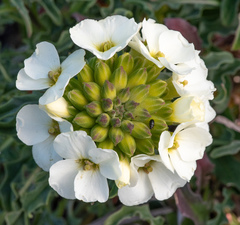 Erysimum concinnum