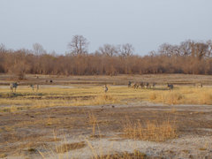 Equus quagga crawshayi