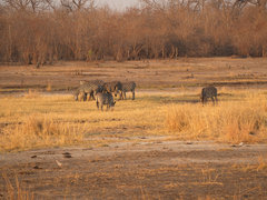 Equus quagga crawshayi