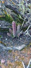 Stapelia
