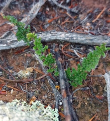 Cheilanthes contracta