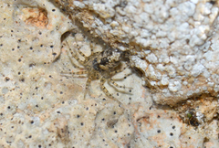 Oecobius maculatus