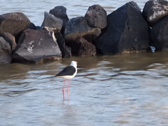 Himantopus himantopus