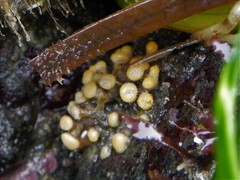Heteropora pacifica