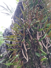 Microgramma mortoniana