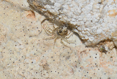 Oecobius maculatus
