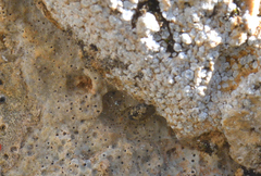 Oecobius maculatus