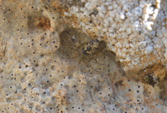 Oecobius maculatus