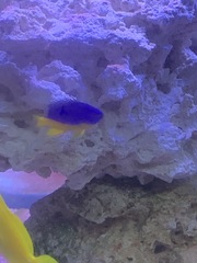 Chrysiptera parasema