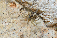 Oecobius maculatus