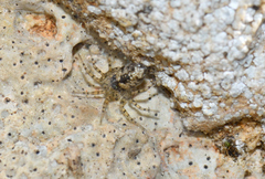 Oecobius maculatus