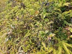 Vaccinium bracteatum