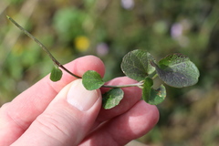 Cardamine pratensis picra