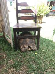 Stigmochelys pardalis