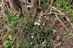 Cardamine pratensis picra