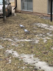 Columba livia domestica