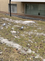 Columba livia domestica