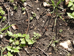 Araneae