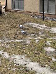 Columba livia domestica