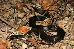 Notechis scutatus occidentalis