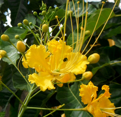 Caesalpinia pulcherrima flava