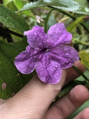 Ruellia jussieuoides