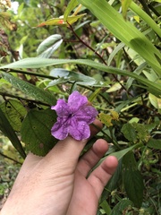 Ruellia jussieuoides