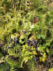 Vaccinium bracteatum