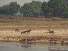 Equus quagga crawshayi