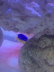 Chrysiptera parasema