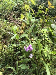 Ruellia jussieuoides