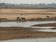 Equus quagga crawshayi