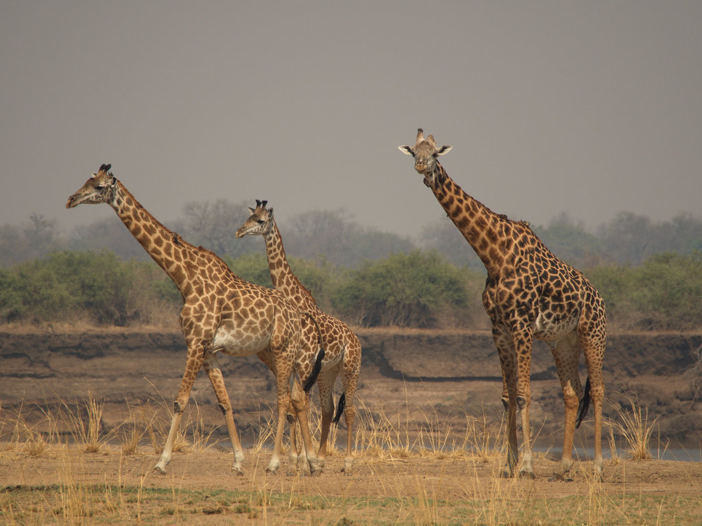 Giraffe