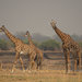 Thornicroft's Giraffe - Photo (c) Peter Archdale, some rights reserved (CC BY-NC), uploaded by Peter Archdale