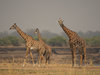 Thornicroft's Giraffe - Photo (c) Peter Archdale, some rights reserved (CC BY-NC), uploaded by Peter Archdale