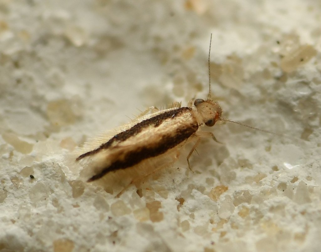 Bark lice